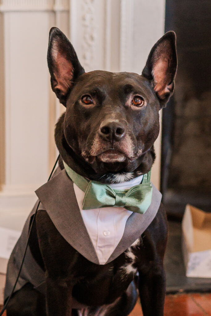 A puppy of honor wearing his wedding tux by JoLynn Photography