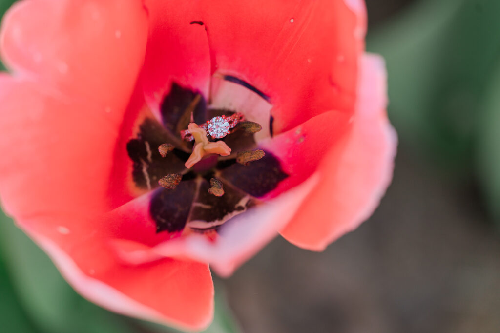A tulip with a stunning engagement ring inside by JoLynn Photography, a Greensboro wedding photographer
