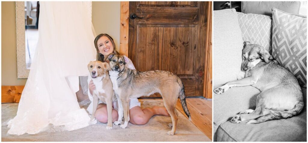 A loving bride holding your beautiful puppies on her wedding day by JoLynn Photography