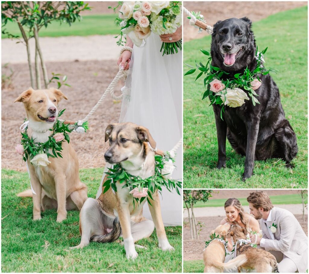 A couple loving on their beautiful dogs before their wedding ceremony
