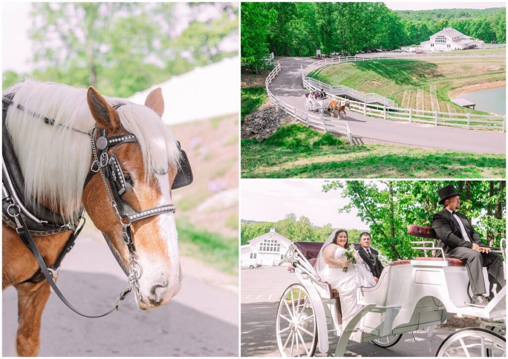 A happy bride being brought into her wedding ceremony on a horse and carriage