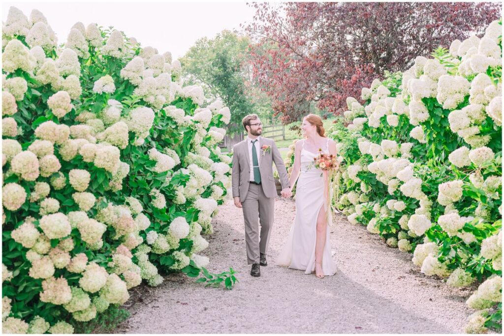 A happy couple holding hands and walking on their wedding day in a massive row of white hydrangeas during a warm fall sunset at Big Spring Farm by JoLynn Photography
