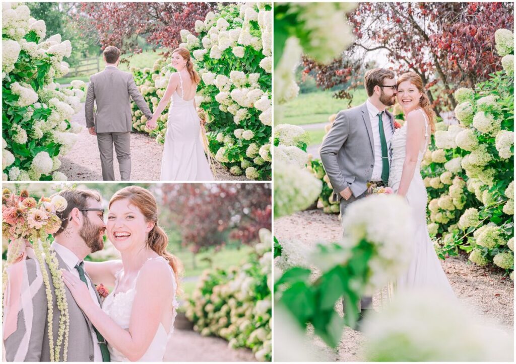 A happy couple holding hands and walking on their wedding day in a massive row of white hydrangeas during a warm fall sunset at Big Spring Farm by JoLynn Photography